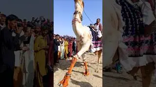 جملٌ أبيضُ في الصحراء يُدهشُ مالكَـهُ بقوّتِه