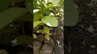 #imported#variety#guava #videoshorts