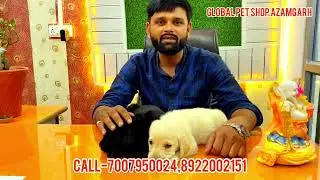 Welcome to Global pet shop Azamgarh call-7007950024,8922002151#pets #dogs #pet #dog #best pet shop