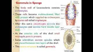 Gemmules in Sponge