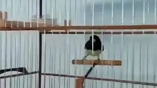 Pia pia muito r&aacute;pido (Papa capim)