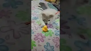 #Cutie ki subah ki Masti#