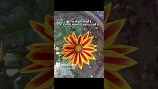 **Beautiful Gazania Flowers in My Garden | Bright Multi-Color Bloom #Gazania #GardenVlog #Flower**