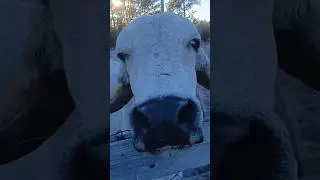 Never ever do WHAT? #cow #cows #cowshorts #shorts #gircow #sanctuary