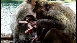 What female monkey doing with this buttock baby monkey Lola? she kissing baby