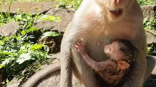 Wild monkeys in Amber troop WA641