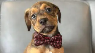 Petsmart Adoption Event (08.16.25)