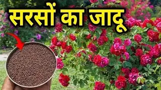 सिर्फ एक चम्मच सरसों की खली और देखें गुलाब के पौधों का जादुई बदलाव/Rose Plant Care Tips &Fertilizer 