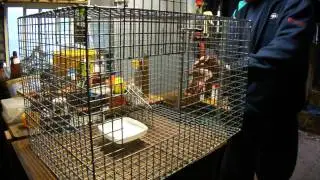 Indian Myna Bird Trap Close Up
