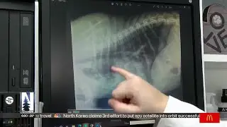 Northland vet urges caution as mystery respiratory illness spreads among dogs