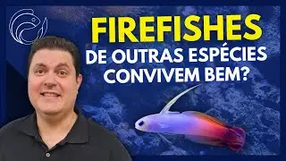 FIREFISHES DE OUTRAS ESP&Eacute;CIES CONVIVEM BEM?
