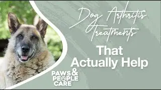 Dog Arthritis Treatment That Actually Helps