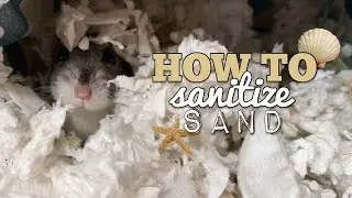 How To SANITIZE Sand For HAMSTERS