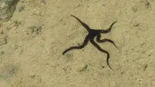ОФИУРА или ЗМЕЕХВОСТКА.Stachelh&auml;uter (Echinodermata).Ophiuroidea . 2H1A5156