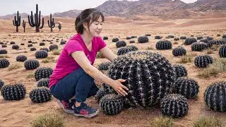 Harvesting Giant Black Round Cactus in the Desert to Sell | Customers Line Up for This Rare Cactus