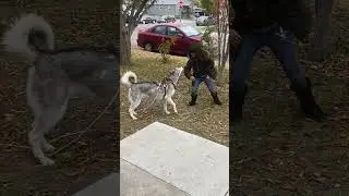 Some Ruff play! 🦴