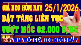Gi&aacute; Heo Hơi Ng&agrave;y 25/1/2026: BẬT TĂNG LI&Ecirc;N TỤC, VƯỢT MỐC 82.000 ĐỒNG/KG