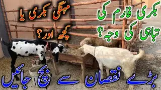Major Reasons Of Loss In Goat Farming in Pakistan||Goat Farming Business