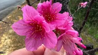 Okinawa cherry blossom festival