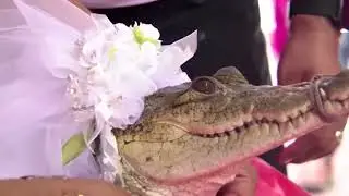 Mexican mayor marries alligator wearing wedding dress before giving new bride a kiss