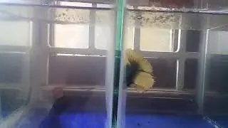 Betta barracks
