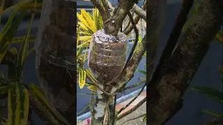 Air layering #garden #layering #layeringtechniques #homegardeningideas #plants #graftingtips #❤️❤️🌹