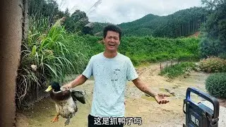 媳婦說太久沒去看雞鴨了，我估計她是惦記魚塘的大鴨子能不能吃了#我的鄉村生活 #戶外 #來抖音商城選好禮 #小眾好禮
