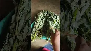 #agathi keerai🌿#plz_subscribe_my_channel👍🙏