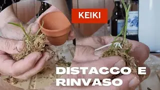 DISTACCO e RINVASO KEIKI ( 2ª PARTE)