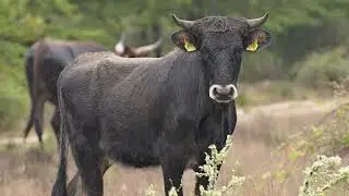 Expanding European Protected Areas Through Rewilding