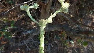 Filago vulgaris or Filago germanica, commonly known as common cudweed or common cottonrose