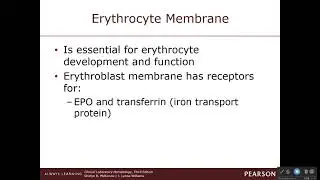 MLT Lecture 6 Erythrocyte Cont 1