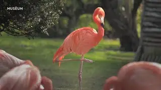 L'&eacute;quipe v&eacute;t&eacute;rinaire de la M&eacute;nagerie
