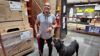 Легко ли дрессировать кане-корсо? Занятия по дрессировке собак в Home Depot