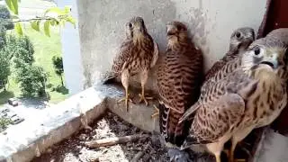 Sokolovi na balkonu ( falco tinnunculus ) - 1