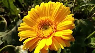 Fascinating Yellow Flower Bloomed | FLOWERSANDME
