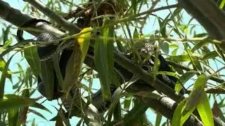 Silent Guardian 🐍 | Snake in the Tree