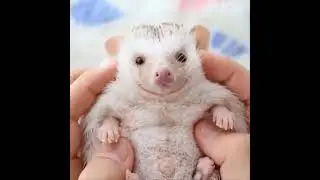 Funny cute animals vidoos of Dogs cats kittens and pet babies for playing in 2021