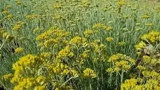Immortelle - Helichrysum italicum Organic farm