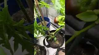 So Felicia,  What&rsquo;s  going on the side of the GROW TENT you haven&rsquo;t given us an update? 🤔😁✅