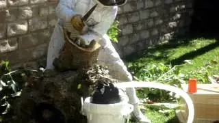 Backwards beekeeper safely relocating our bees