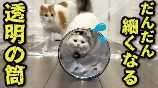 だんだん細くなる筒を必死にくぐろうとする猫たち