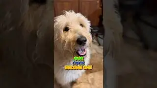 The Stare That Changes Everything!😂 #dog #goldendoodle #pets