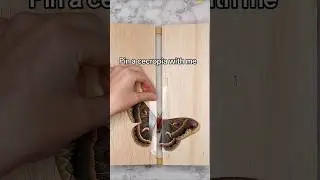 Insect Pinning - pinning a cecropia silk moth!