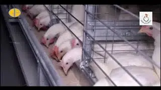 Transform Your Poultry Business: Explore EC Layer Farms & Advanced Cages! #emonhatcheries