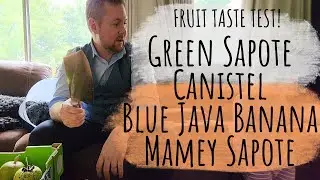 First Tropical Fruit Tasting - Mamey Sapote, Blue Java Banana, Green Sapote and Canistel!