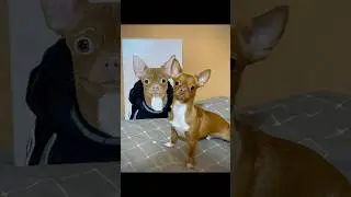 Портрет чихуахуа на заказ. Собака. Художник. #art #chihuahua #pets #cat #drawing
