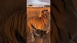 🐯❤️ Granny & Tiger! Unbelievable Hug! 🐯❤️ 할머니와 호랑이! 믿기지 않는 포옹! #Tiger #Grandma #Love #Nature