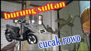 Ternak burung sultan 