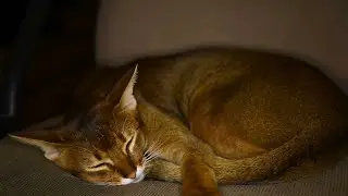 A Soothing Lullaby That'll Keep Your Cat Healthy & Calm | Cat-Specific Music For Restless Cats